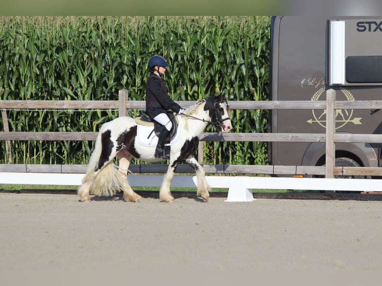 Tinker Hongre 4 Ans 120 cm Pinto in Bogaarden