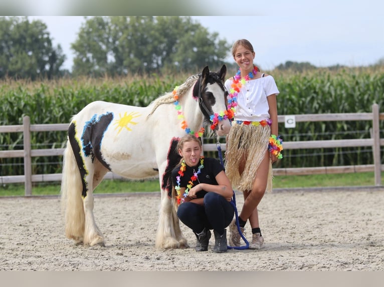 Tinker Hongre 4 Ans 120 cm Pinto in Bogaarden