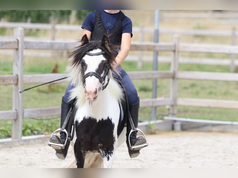 Tinker Hongre 4 Ans 120 cm Pinto in Bogaarden