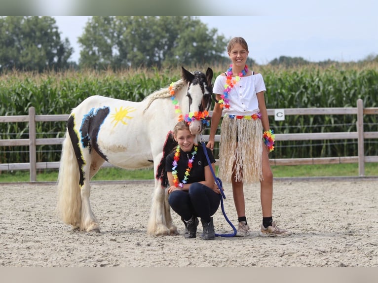 Tinker Hongre 4 Ans 120 cm Pinto in Bogaarden