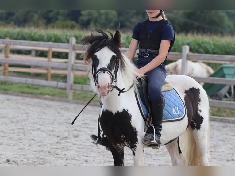 Tinker Hongre 4 Ans 120 cm Pinto in Bogaarden