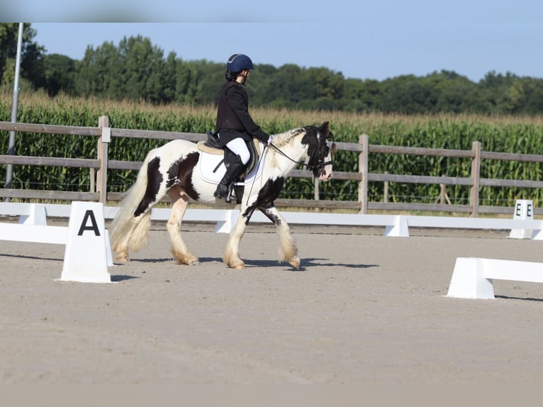 Tinker Hongre 4 Ans 120 cm Pinto in Bogaarden