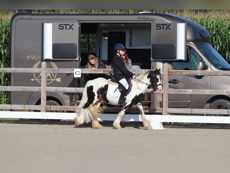 Tinker Hongre 4 Ans 120 cm Pinto in Bogaarden