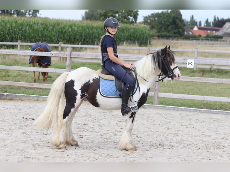Tinker Hongre 4 Ans 120 cm Pinto in Bogaarden