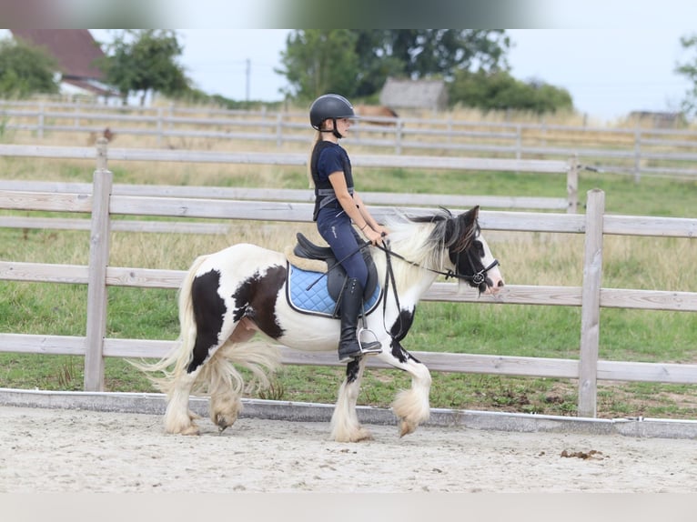 Tinker Hongre 4 Ans 120 cm Pinto in Bogaarden
