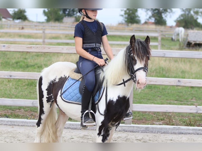 Tinker Hongre 4 Ans 120 cm Pinto in Bogaarden