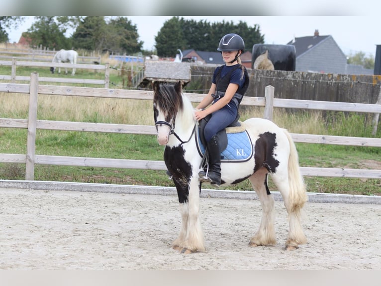 Tinker Hongre 4 Ans 120 cm Pinto in Bogaarden
