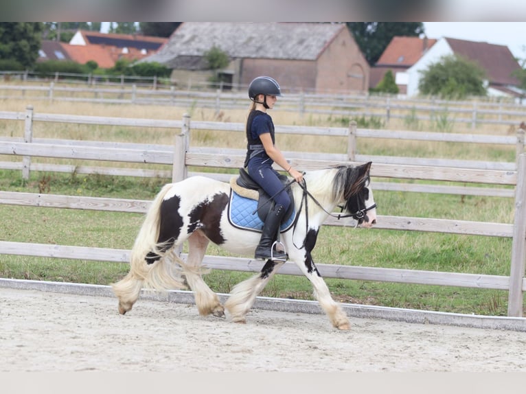 Tinker Hongre 4 Ans 120 cm Pinto in Bogaarden