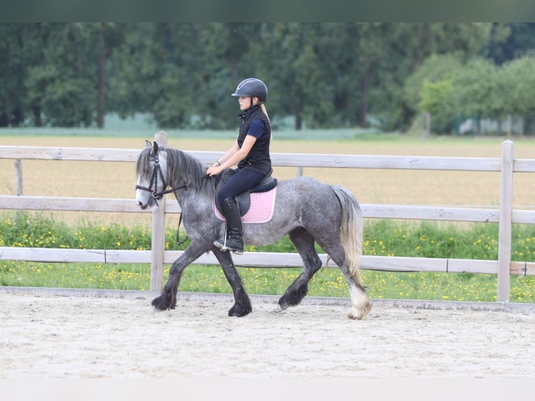 Tinker Hongre 4 Ans 121 cm Gris pommelé in Bogaarden
