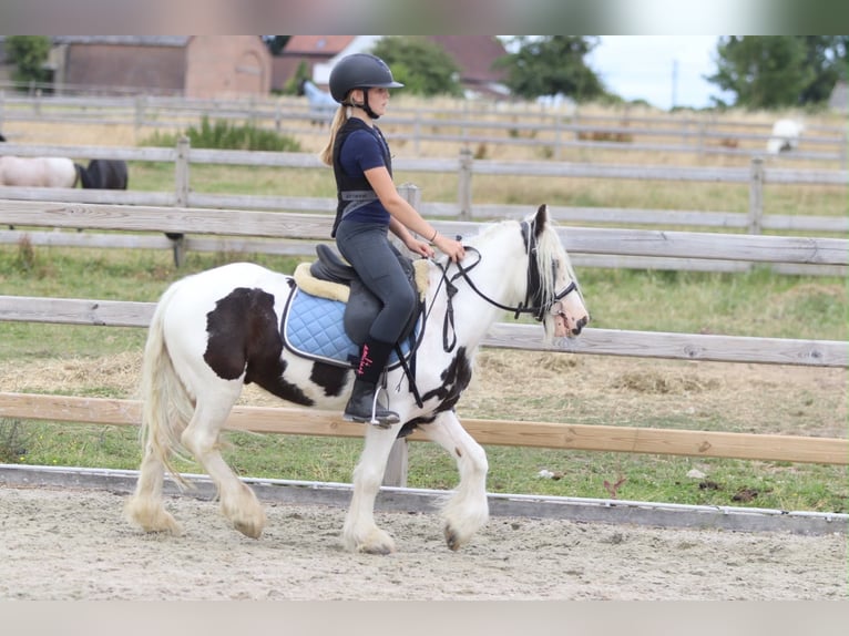 Tinker Hongre 4 Ans 122 cm Pinto in Pepingen