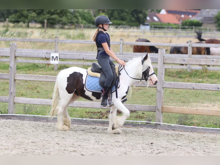 Tinker Hongre 4 Ans 122 cm Pinto in Pepingen