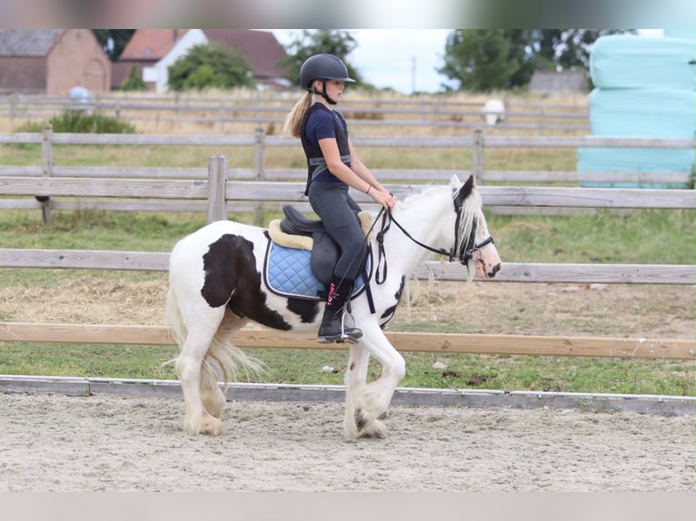 Tinker Hongre 4 Ans 122 cm Pinto in Pepingen