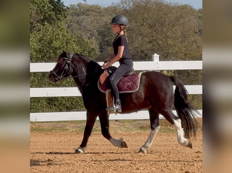 Tinker Croisé Hongre 4 Ans 122 cm Pinto in Weatherford