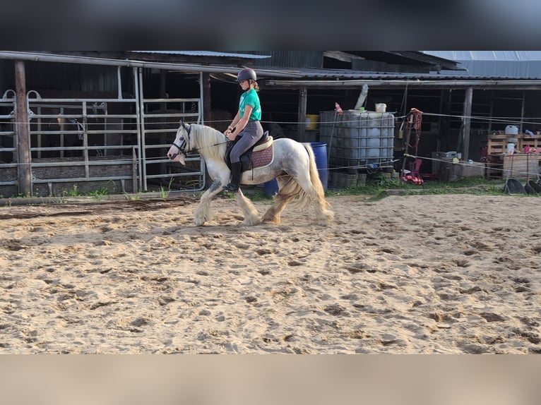 Tinker Hongre 4 Ans 123 cm Pinto in Morsbach