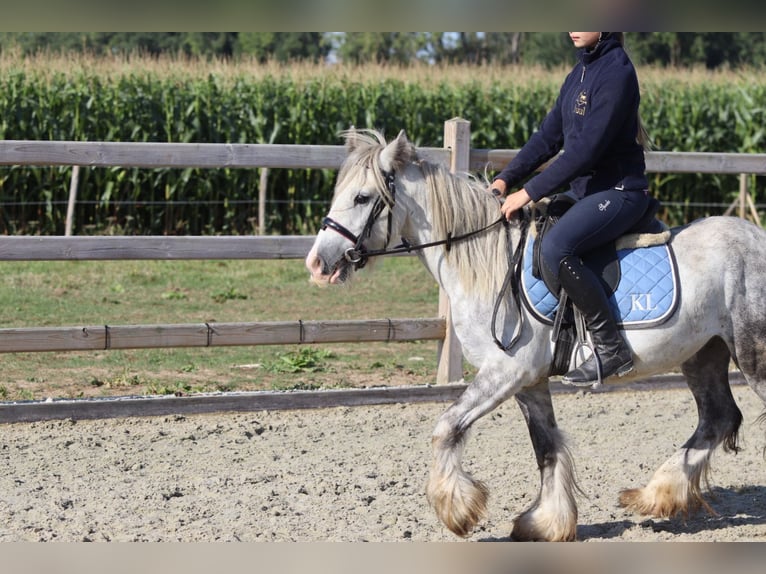 Tinker Hongre 4 Ans 123 cm Rouan bleu in Bogaarden