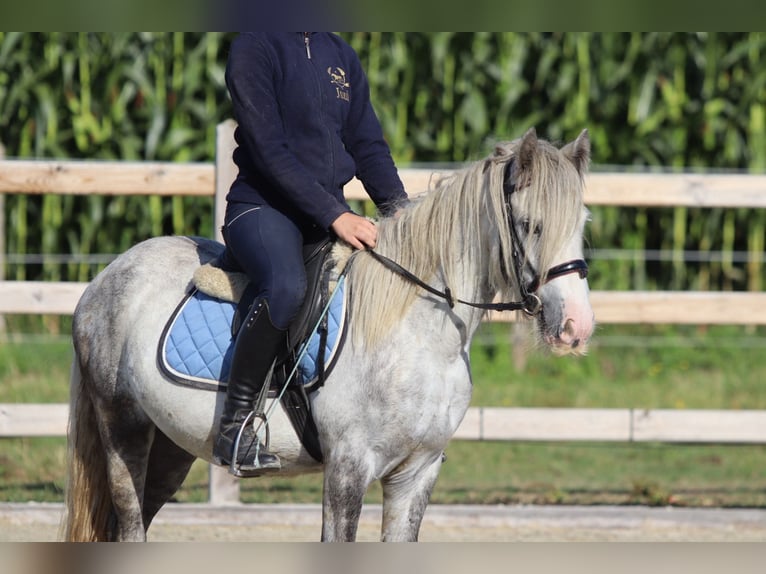 Tinker Hongre 4 Ans 123 cm Rouan bleu in Bogaarden