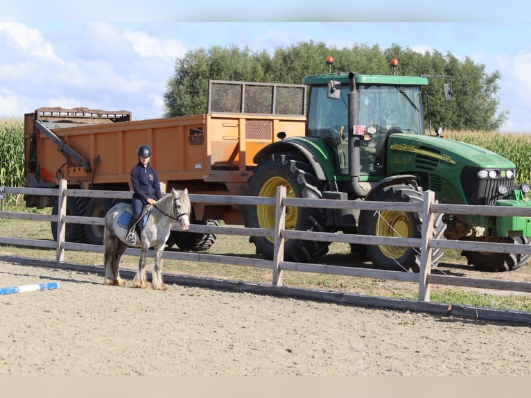 Tinker Hongre 4 Ans 123 cm Rouan bleu in Bogaarden