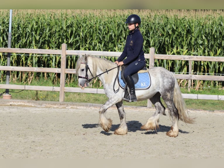 Tinker Hongre 4 Ans 123 cm Rouan bleu in Bogaarden