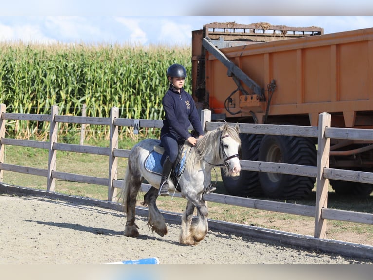Tinker Hongre 4 Ans 123 cm Rouan bleu in Bogaarden