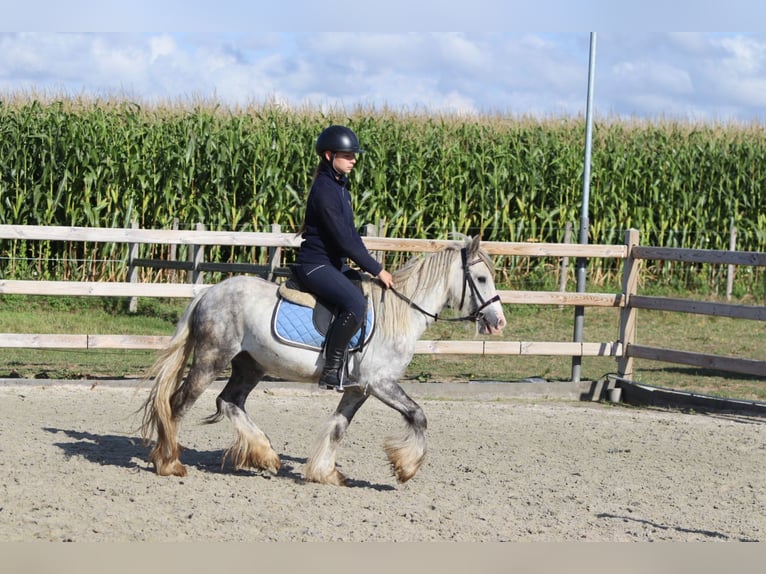 Tinker Hongre 4 Ans 123 cm Rouan bleu in Bogaarden