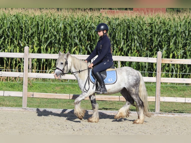 Tinker Hongre 4 Ans 123 cm Rouan bleu in Bogaarden