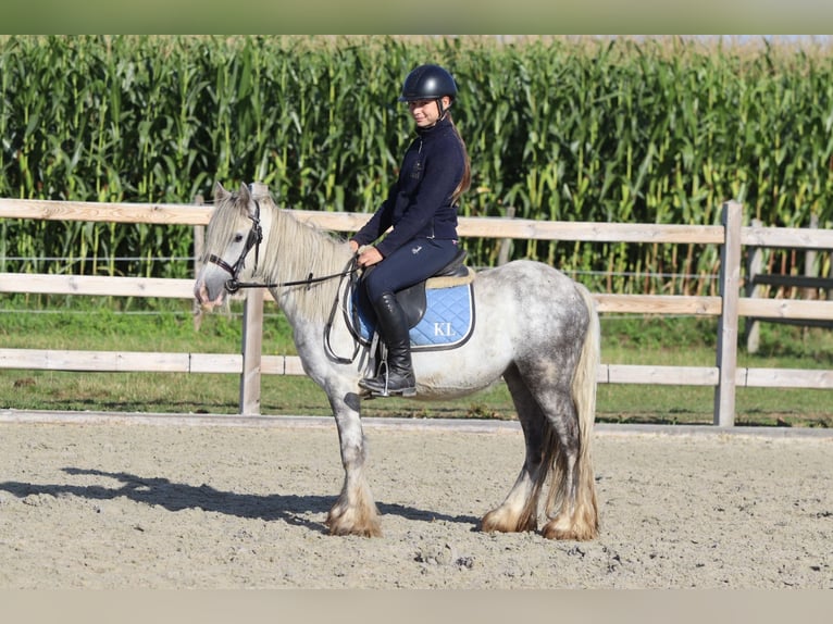 Tinker Hongre 4 Ans 123 cm Rouan bleu in Bogaarden