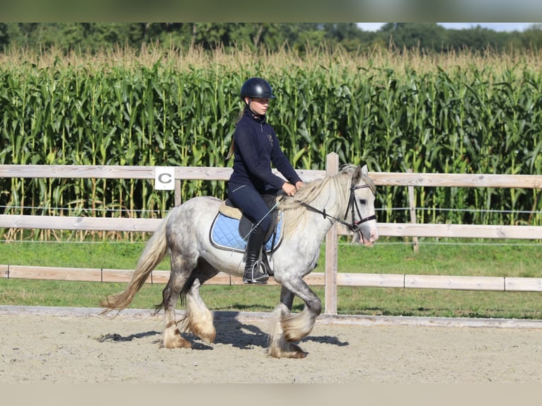 Tinker Hongre 4 Ans 123 cm Rouan bleu in Bogaarden