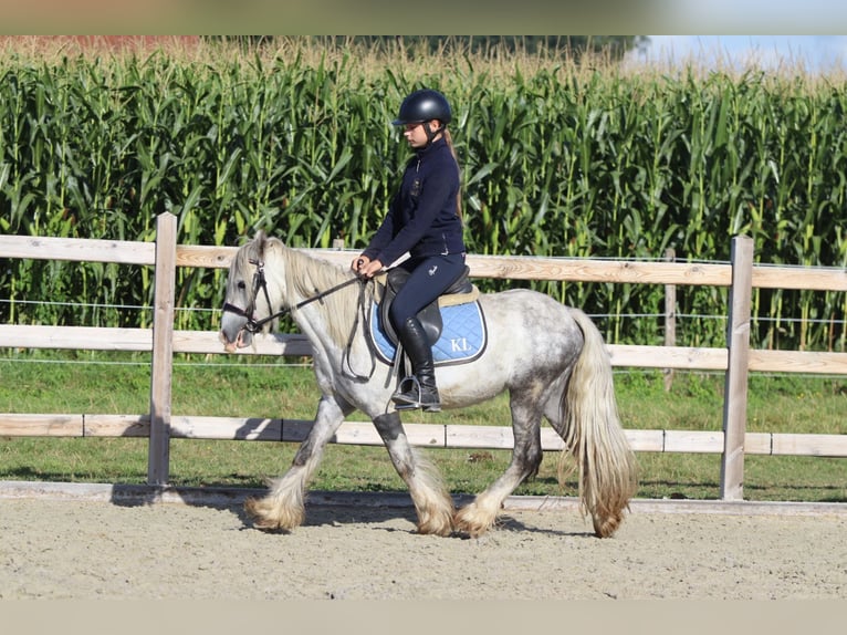 Tinker Hongre 4 Ans 123 cm Rouan bleu in Bogaarden