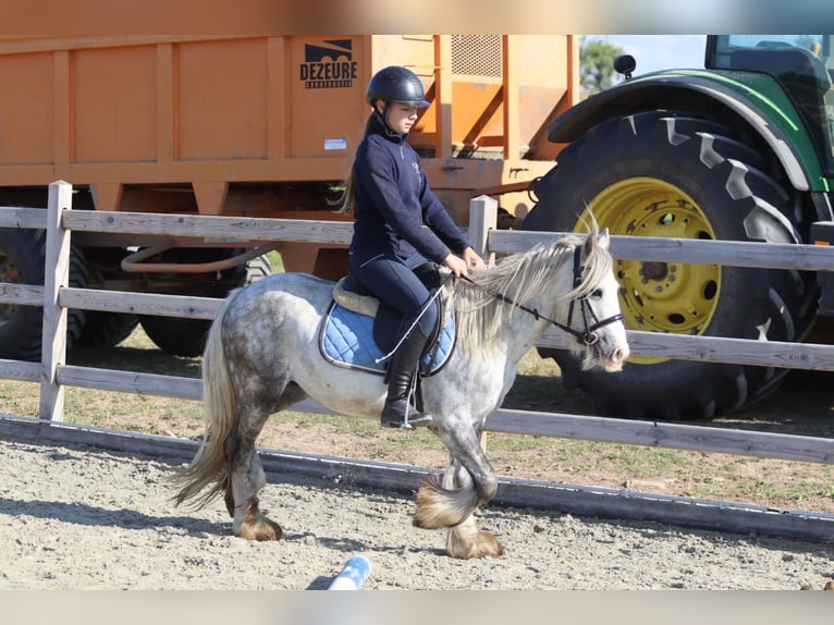 Tinker Hongre 4 Ans 123 cm Rouan bleu in Bogaarden
