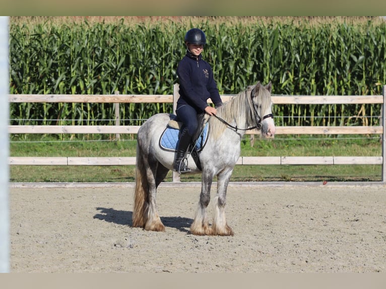 Tinker Hongre 4 Ans 123 cm Rouan bleu in Bogaarden