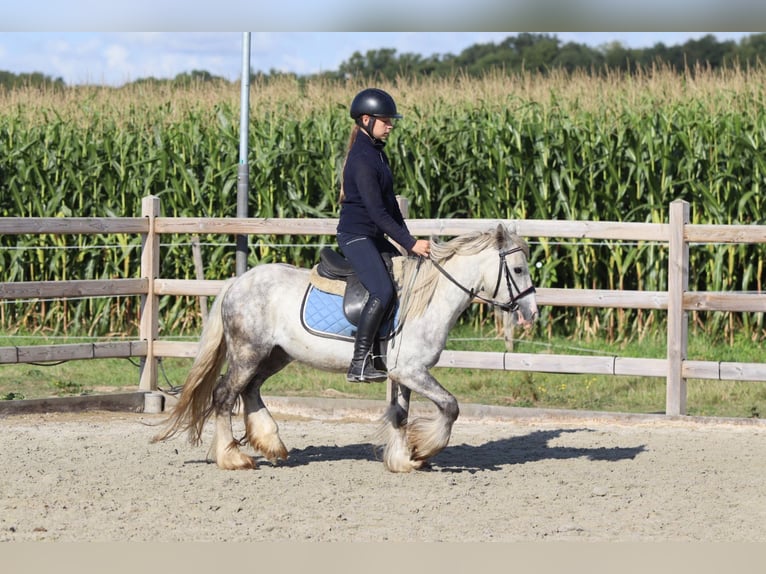 Tinker Hongre 4 Ans 123 cm Rouan bleu in Bogaarden