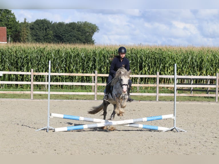 Tinker Hongre 4 Ans 123 cm Rouan bleu in Bogaarden