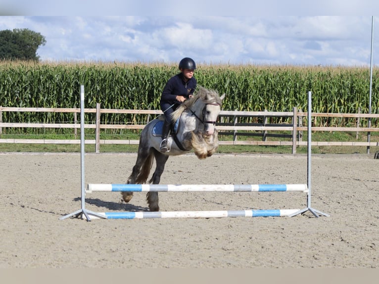 Tinker Hongre 4 Ans 123 cm Rouan bleu in Bogaarden