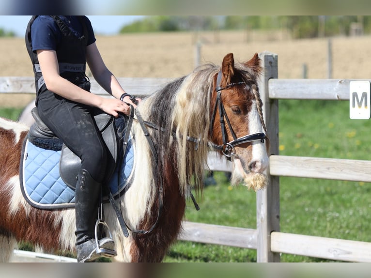 Tinker Hongre 4 Ans 124 cm Pinto in Pepingen