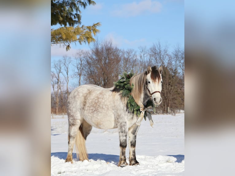 Tinker Hongre 4 Ans 127 cm Gris in Howell