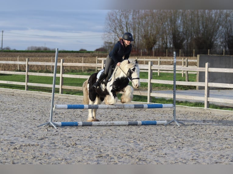 Tinker Hongre 4 Ans 127 cm Pinto in Bogaarden