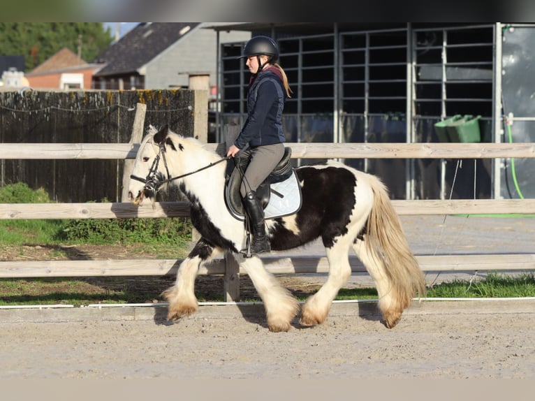 Tinker Hongre 4 Ans 127 cm Pinto in Bogaarden