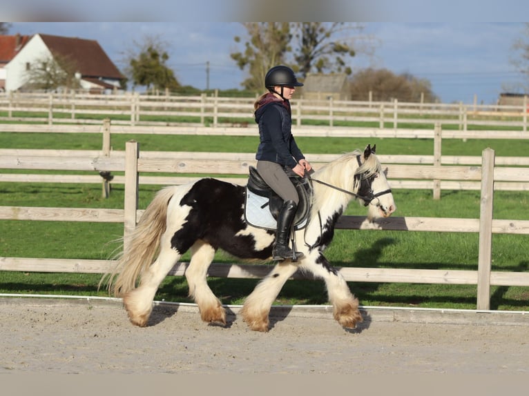 Tinker Hongre 4 Ans 127 cm Pinto in Bogaarden