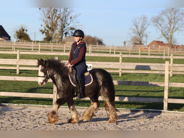 Tinker Hongre 4 Ans 128 cm Dunalino in Pepingen