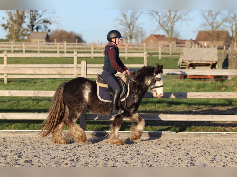 Tinker Hongre 4 Ans 128 cm Dunalino in Pepingen