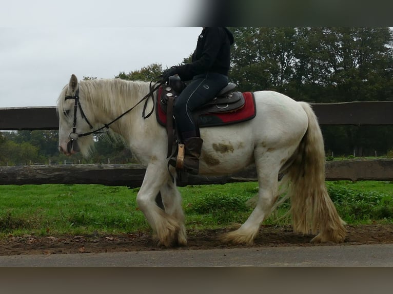 Tinker Hongre 4 Ans 129 cm Champagne in Lathen