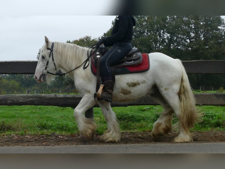 Tinker Hongre 4 Ans 129 cm Champagne in Lathen