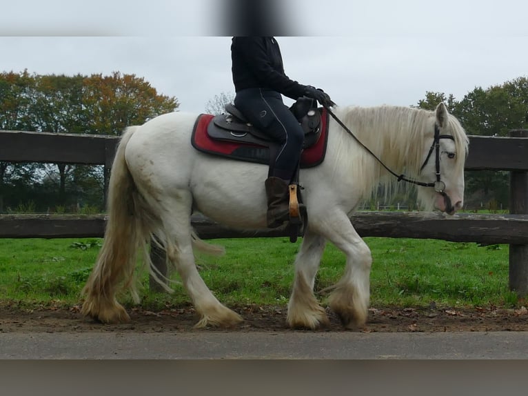 Tinker Hongre 4 Ans 129 cm Champagne in Lathen