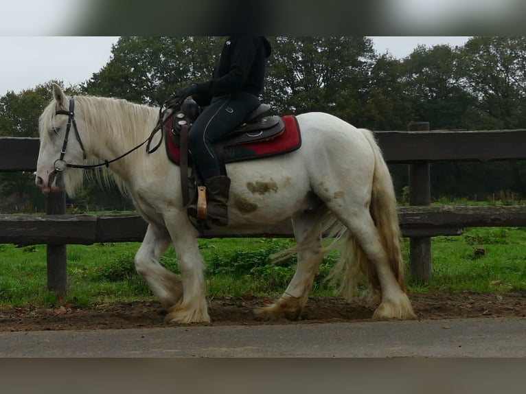 Tinker Hongre 4 Ans 129 cm Champagne in Lathen