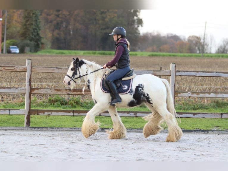 Tinker Hongre 4 Ans 132 cm Pinto in Bogaarden
