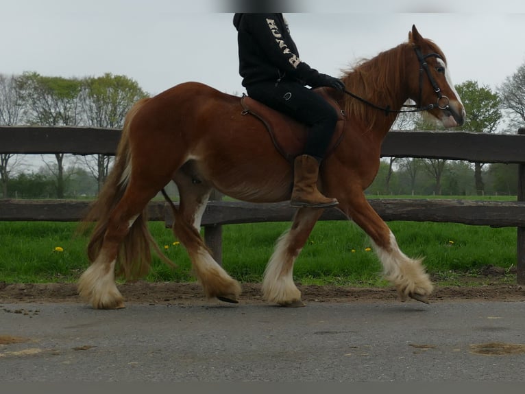 Tinker Hongre 4 Ans 135 cm Alezan in Lathen