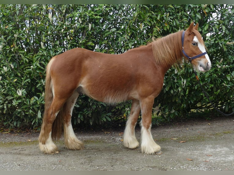 Tinker Hongre 4 Ans 135 cm Alezan in Lathen