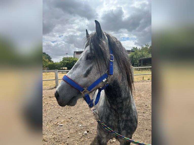 Tinker Croisé Hongre 4 Ans 135 cm Gris pommelé in Wegberg