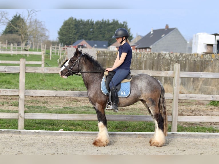 Tinker Hongre 4 Ans 136 cm Noir in Pepingen