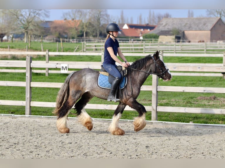 Tinker Hongre 4 Ans 136 cm Noir in Pepingen